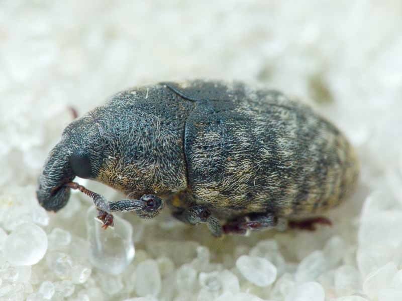 Larinus Dejean, 1821